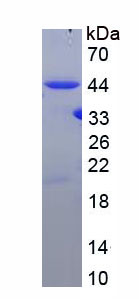 Figure 1. SDS-PAGE