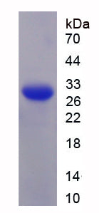 Figure 1. SDS-PAGE