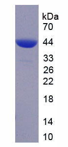 Figure 1. SDS-PAGE
