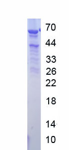 Figure 1. SDS-PAGE