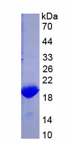 Figure 1. SDS-PAGE