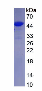 Figure 1. SDS-PAGE