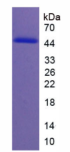 Figure 1. SDS-PAGE