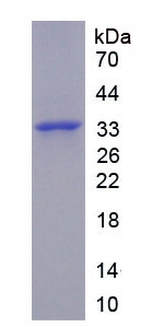 Figure 1. SDS-PAGE