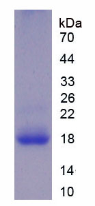 Figure 1. SDS-PAGE