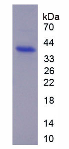 Figure 1. SDS-PAGE