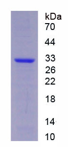 Figure 1. SDS-PAGE