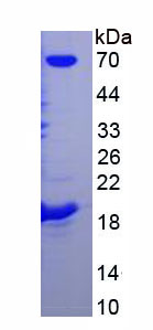 Figure 1. SDS-PAGE