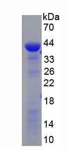 Figure 1. SDS-PAGE