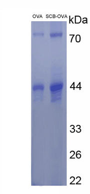 Figure . SDS-PAGE