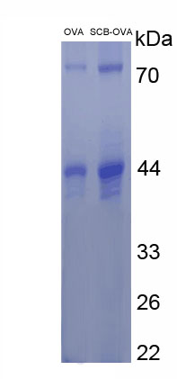 Figure . SDS-PAGE