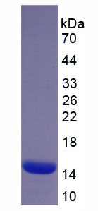 Figure . SDS-PAGE