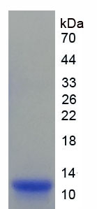Figure . SDS-PAGE