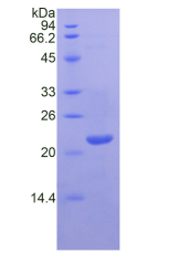 Figure . SDS-PAGE
