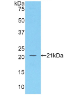Figure . Western Blot