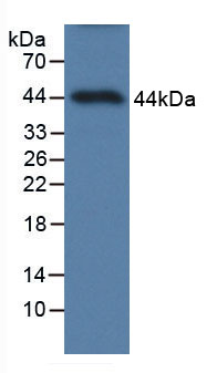Figure . Western Blot