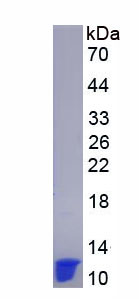 Figure . SDS-PAGE