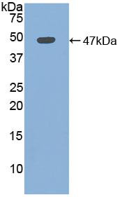 Figure . Western Blot; Sample: Recombinant MYO, Human; Antibody: Rabbit Anti-Human MYO Ab (PAA480Hu01)