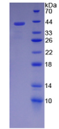 Figure . SDS-PAGE