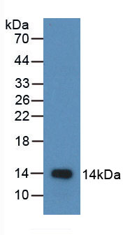 Figure . Western Blot; Sample: Recombinant MIP1b, Human; Antibody: Rabbit Anti-Human MIP1b Ab (PAA093Hu02)