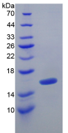 Figure . SDS-PAGE