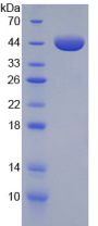 Figure . SDS-PAGE