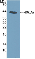 Figure . Western Blot