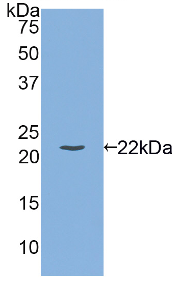 Figure . Western Blot; Sample: Recombinant IL1b, Mouse; Antibody: Rabbit Anti-Mouse IL1b Ab (PAA563Mu02)