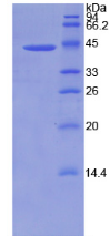 Figure . SDS-PAGE