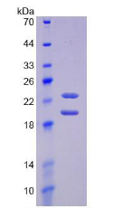 Figure . SDS-PAGE