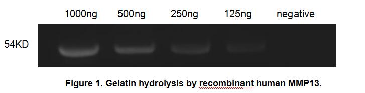 Figure 1.Gelatin hydrolysis by recombinant human MMP13.