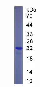 Figure. SDS-PAGE