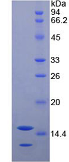 Figure. SDS-PAGE