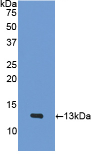 Figure . Western Blot; Sample: Recombinant PF4, Mouse; Antibody: Rabbit Anti-Mouse PF4 Ab (PAA172Mu01)