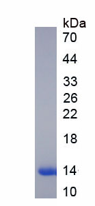 Figure. SDS-PAGE