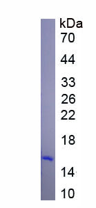 Figure. SDS-PAGE