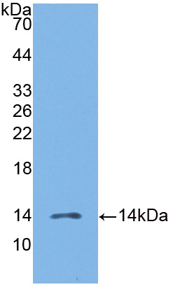 Figure . Western Blot; Sample: Recombinant MIP3b, Human; Antibody: Rabbit Anti-Human MIP3b Ab (PAA096Hu01)
