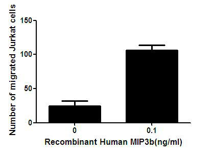 Figure. The chemotactic effect of recombinant human MIP3b on Jurkat cells.