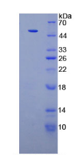 Figure . SDS-PAGE