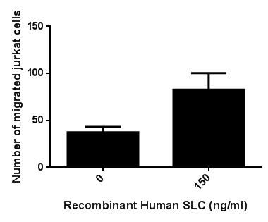Figure .The chemotactic effect of SLC on Jurkat cells.
