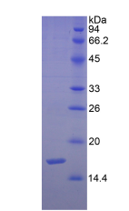 Figure . SDS-PAGE
