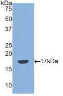 Figure . Western Blot