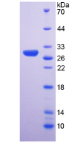 Figure . SDS-PAGE