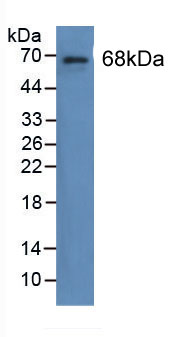 Figure . Western Blot