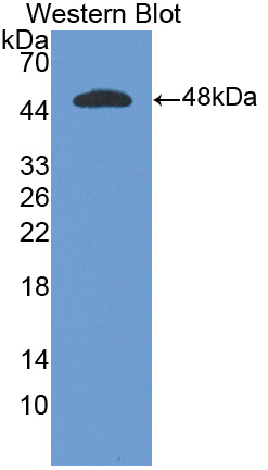 Figure . Western Blot; Sample: Recombinant Human, IFNa; Antibody: Rabbit Anti-IFNa Human Ab (PAA033Hu)