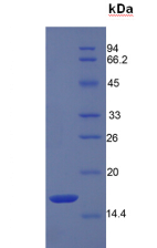 Figure . SDS-PAGE