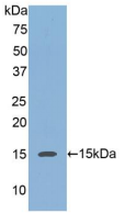 Figure . Western Blot