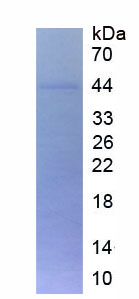 Figure . SDS-PAGE