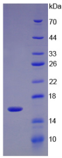 Figure . SDS-PAGE