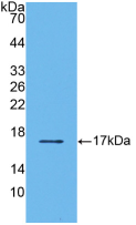 Figure . Western Blot